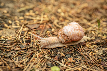 A detailed close-up of a snail crawling on the ground, highlighting its textured shell and body. The background is softly blurred, providing copy space.