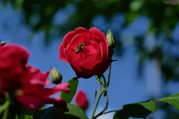 Rosenblüte mit Biene