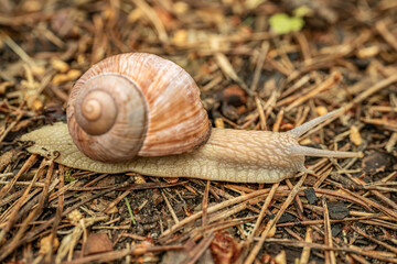A detailed close-up of a snail crawling on the ground, highlighting its textured shell and body. The background is softly blurred, providing copy space.