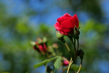 Meine rote Rose im Garten