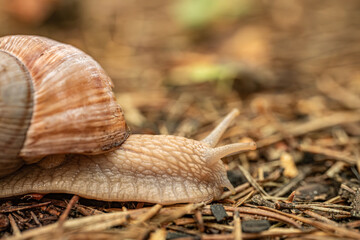 A detailed close-up of a snail crawling on the ground, highlighting its textured shell and body. The background is softly blurred, providing copy space.