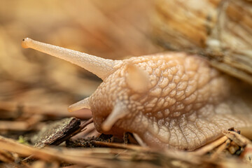 A detailed close-up of a snail crawling on the ground, highlighting its textured shell and body. The background is softly blurred, providing copy space.