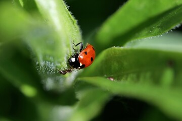Marienkäfer begegnet Ameise