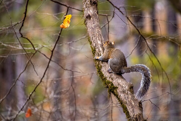 squirrel on a branch