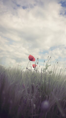 von blumen insekten und wolken