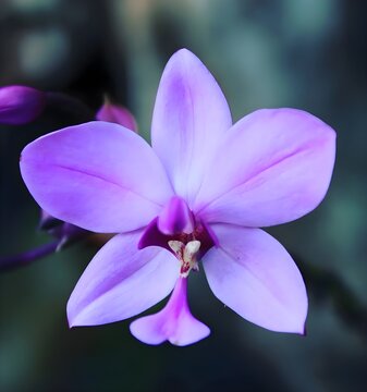 purple orchid flower 