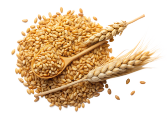 Organic peeled spelt grains and ear of wheat isolated on white, AI GENERATED