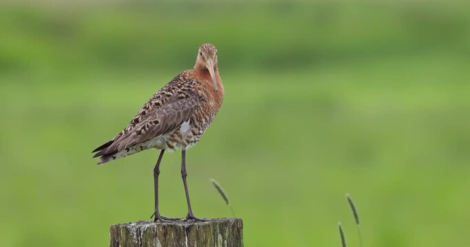 Black-tailed godwit perched on a pole