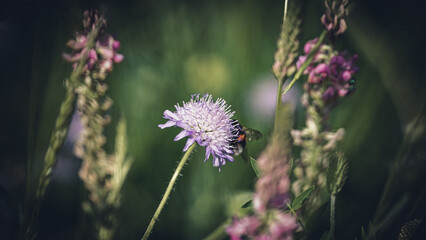 von blumen insekten und wolken