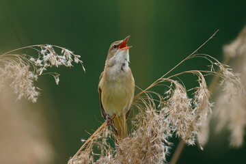 A beautiful bird sits on the reeds and sings. The great reed warbler (Acrocephalus arundinaceus) is a Eurasian bird in the passerine genus Acrocephalus.