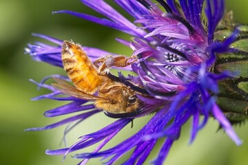 Honey bee upside down on a flower.