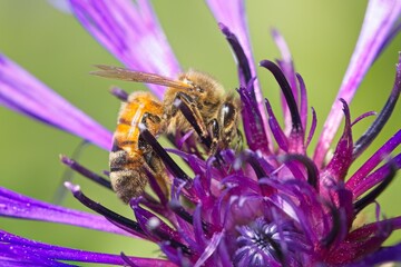 Macro photo of honey bee.