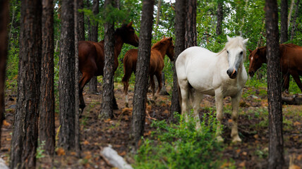 A white horse stands among other horses in a forest