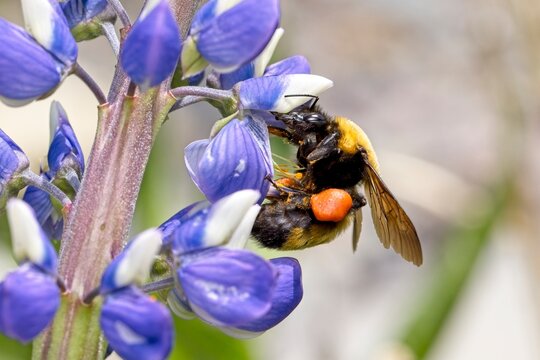 Bumble bee on a blue flower.