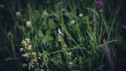 von blumen insekten und wolken
