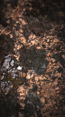 von blumen insekten und wolken