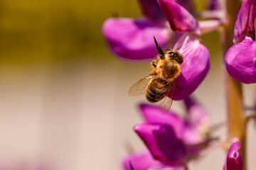 A bee working on lupine