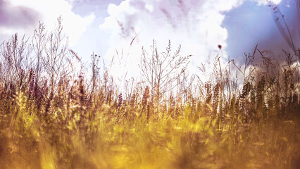 von blumen insekten und wolken