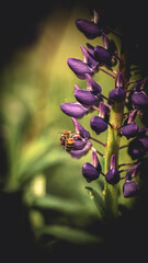 von blumen insekten und wolken