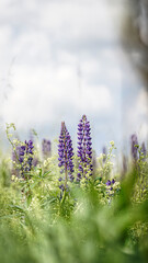 von blumen insekten und wolken
