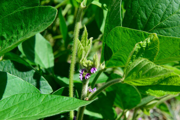 Soybean crop field , in the Buenos Aires Province Countryside, Argentina.