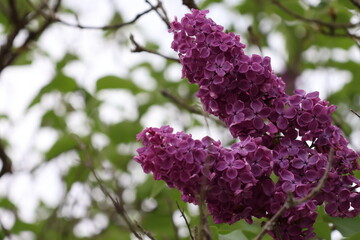 Beautiful blooming lilacs in white and purple. Photographed during the day in sunshine.