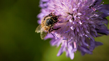 von blumen insekten und wolken