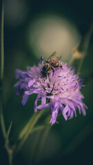 von blumen insekten und wolken
