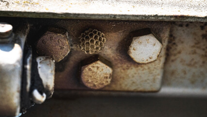 von blumen insekten und wolken