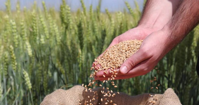 Wheat grains in the hands of a successful farmer, in a background green ears of wheat. Close up of hands full of wheat from a young farmer, slow motion. Spring sunny day