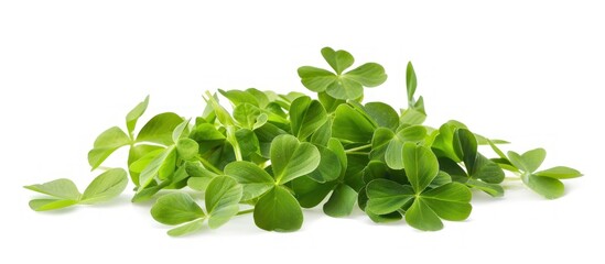 Clover isolated on white background.