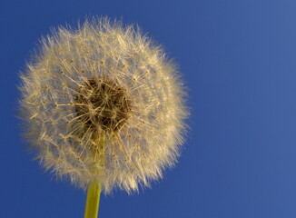 Obraz premium dandelion on blue sky