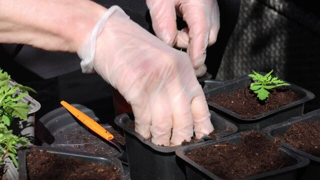 Tagetes plants that are transplanted. All so that each plant has its own space in the pot. Perfect video illustrating planting.