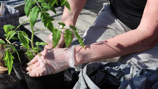 Tagetes plants that are transplanted. All so that each plant has its own space in the pot. Perfect video illustrating planting.