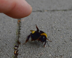 bumblebee on the ground