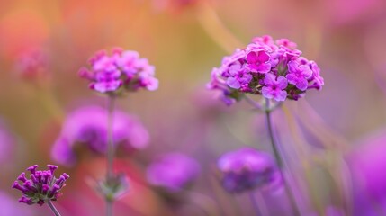 Fototapeta premium Blurry background enhances image of purple verbena flower
