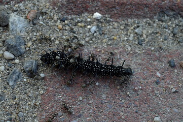 ants fight