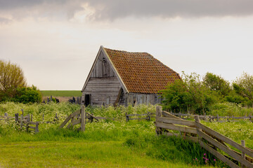 Typical landscape of Texel island, Old wooden sheep shed farmhouse in spring, White flowers Cow...