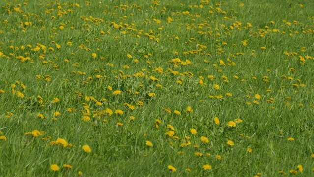 Sunny Spring Day. Flowering. Green Grass With Yellow Dandelion Flowers. Opening In Meadow Common Dandelion.