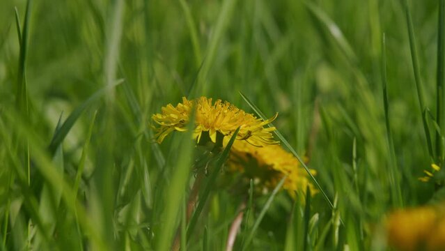 Clearing Of Bright Yellow Flowers In A Green Meadow. Green Grass And Blooming Dandelions In Spring.