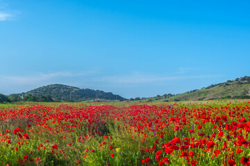 Poppy field