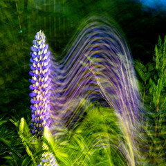 Blüte einer Lupine mit bewegter Kamera (ICM)