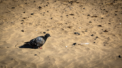 A bird with a beak walking on sandy surface among grass and plants