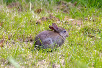 Selective focus of young rabbit its natural habitat, Wild hare sitting on green grass meadow along countryside road polder, Hares and jackrabbits are mammals belonging to the genus Lepus, Herbivores.