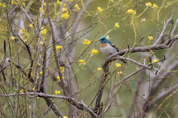 closer view of brightly colored Lazuli Bunting bird perched on a deadwood branch among mustard plants