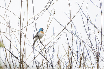 Brightly colored Lazuli Bunting bird is perched on a wildflower stem singing a happy song