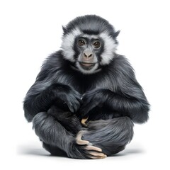 Obraz premium isolated Gibbon