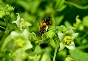 Biene auf einer einer Zaunrübe