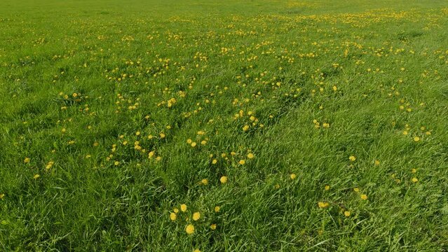 Yellow Dandelions. Spring Green Grass In A Beautiful Meadow. Green Meadow With Bright Yellow Dandelions.