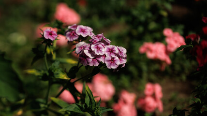 In the garden, a large cluster of pink and purple flowers bloom beautifully